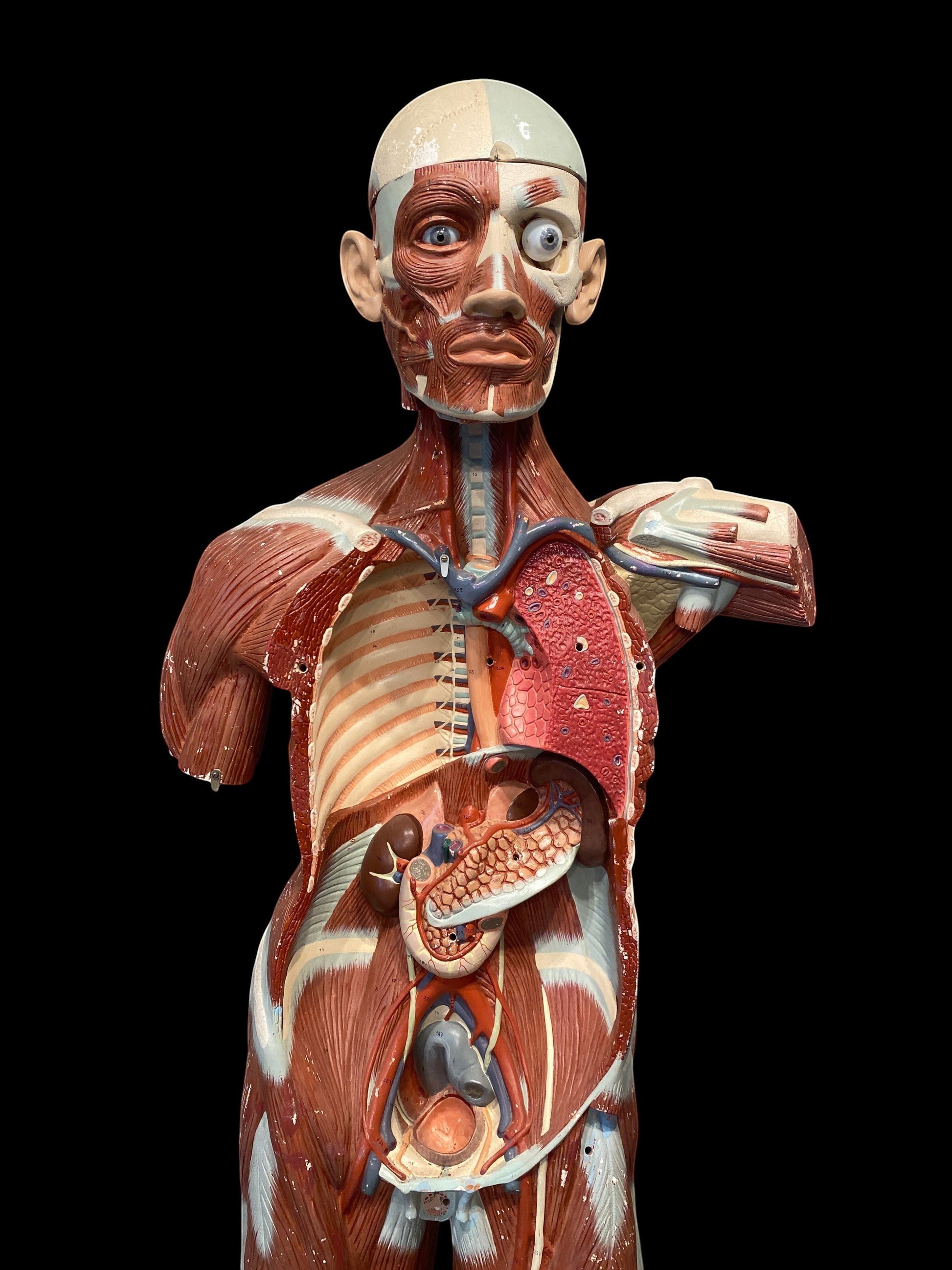 ARTERY LAB life size anatomical male medical model made of resin. Shows muscles, lungs, heart, and organs. Brain intact.