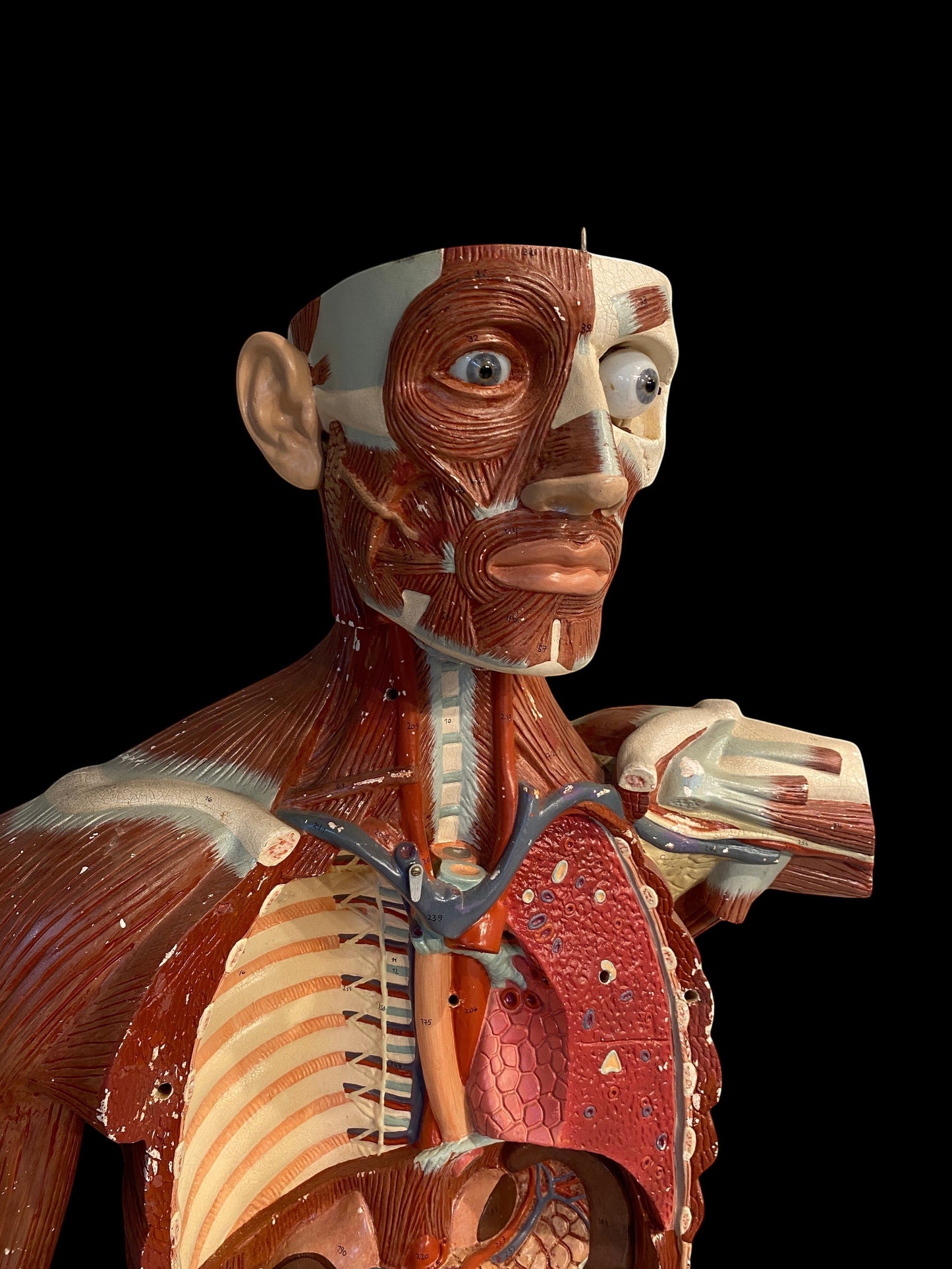 ARTERY LAB life-size anatomical male medical model made of resin, showing muscles, brain, and lungs. Circa 1950s.