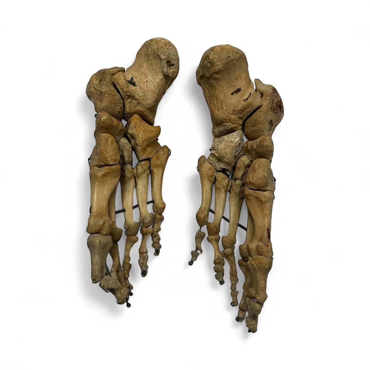ARTERY LAB articulated pair of real human feet bones, showing detailed bone structure and articulation.
