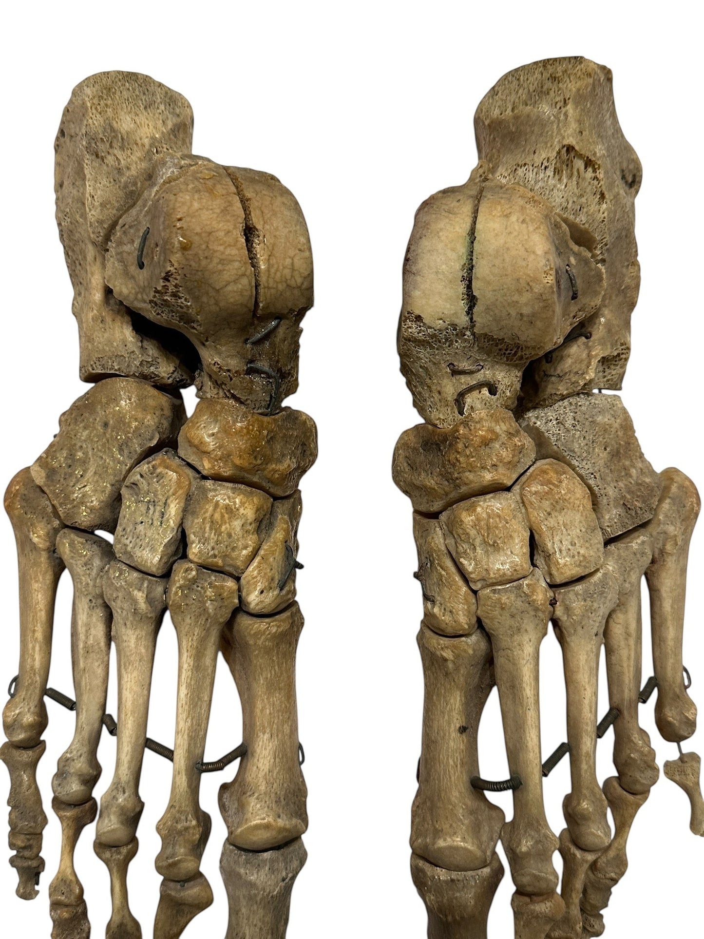 ARTERY LAB articulated pair of real human feet, showing bone structure and articulation.