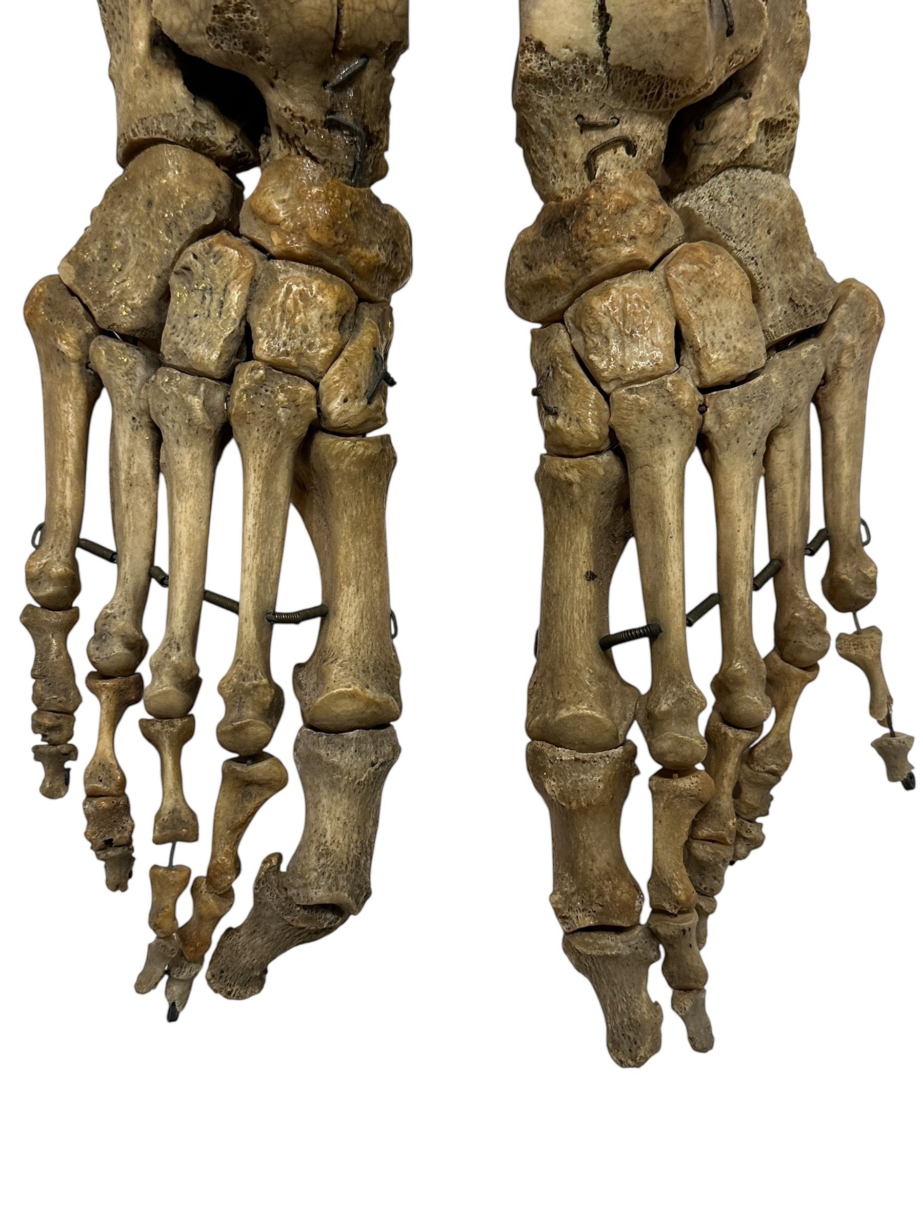 ARTERY LAB articulated pair of real human feet skeletons showing bone structure and joints.