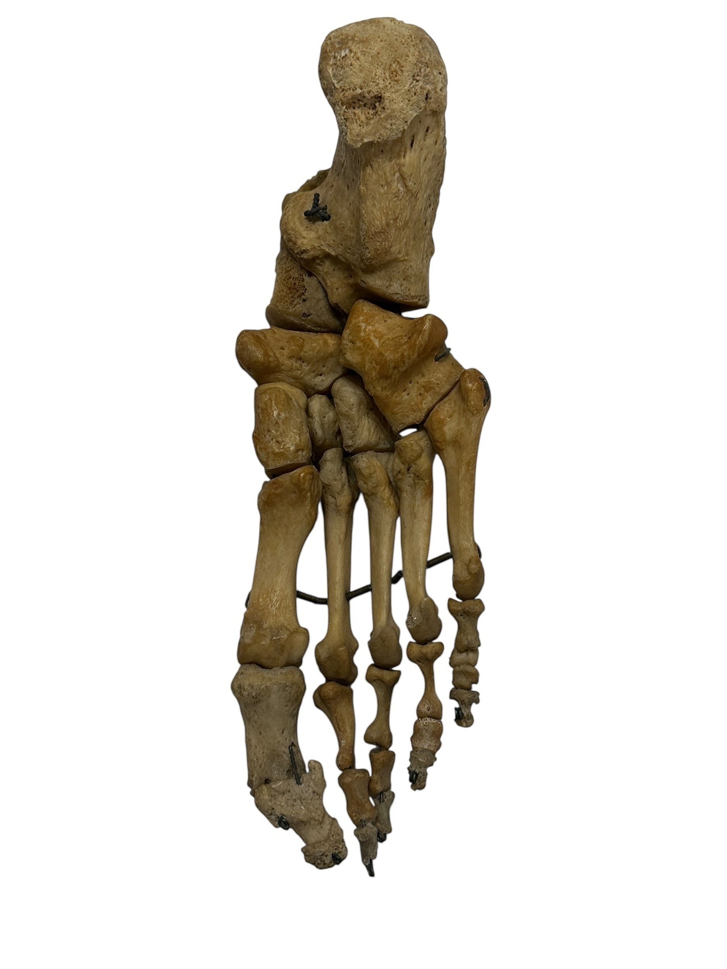 ARTERY LAB articulated pair of real human feet, showing bone structure and articulation. Natural bone color.