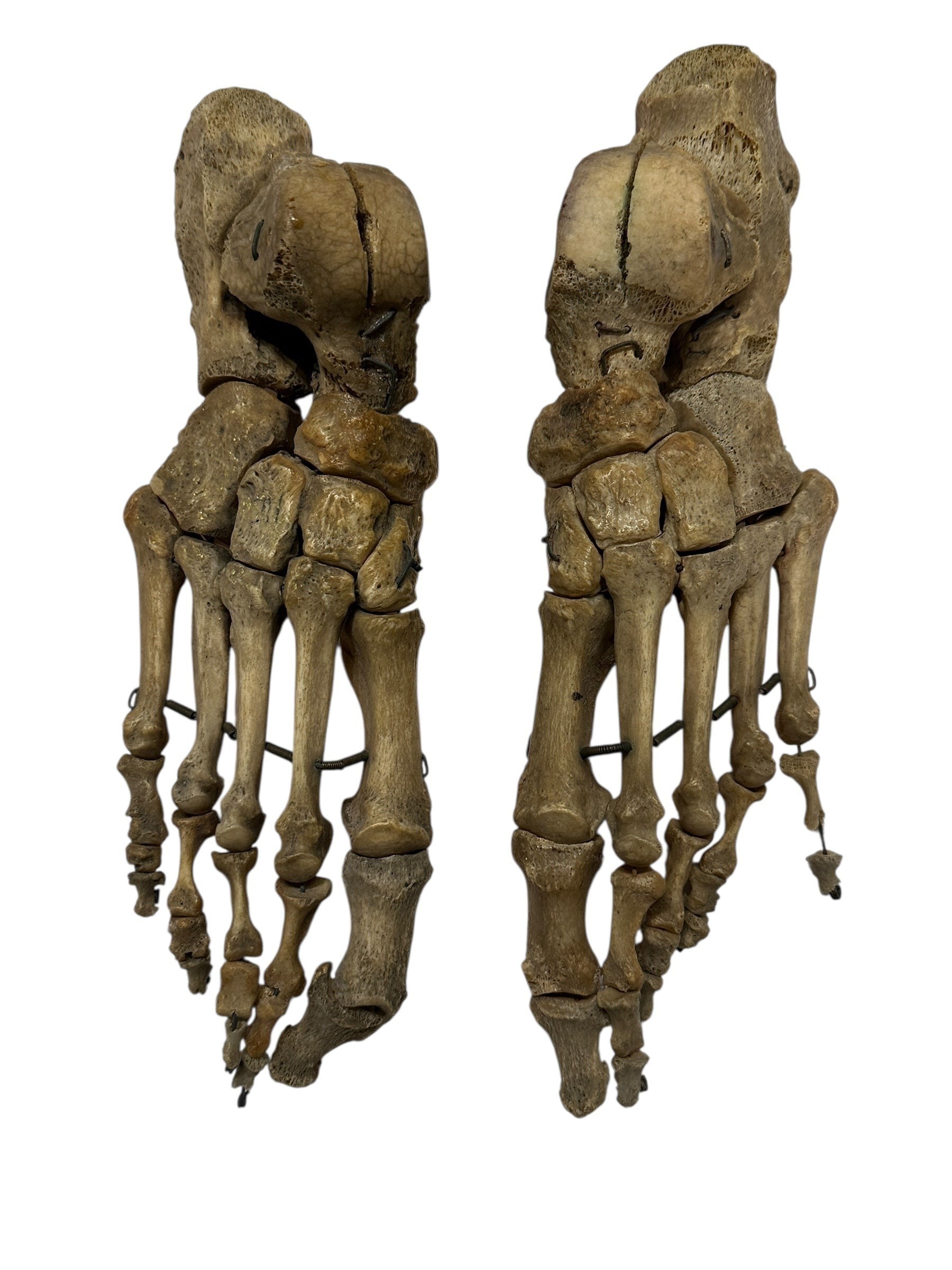 ARTERY LAB articulated pair of real human feet skeletons showing bone structure, beige.