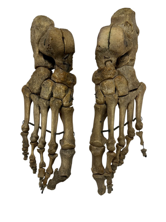 ARTERY LAB articulated pair of real human feet skeletons showing bone structure, beige.