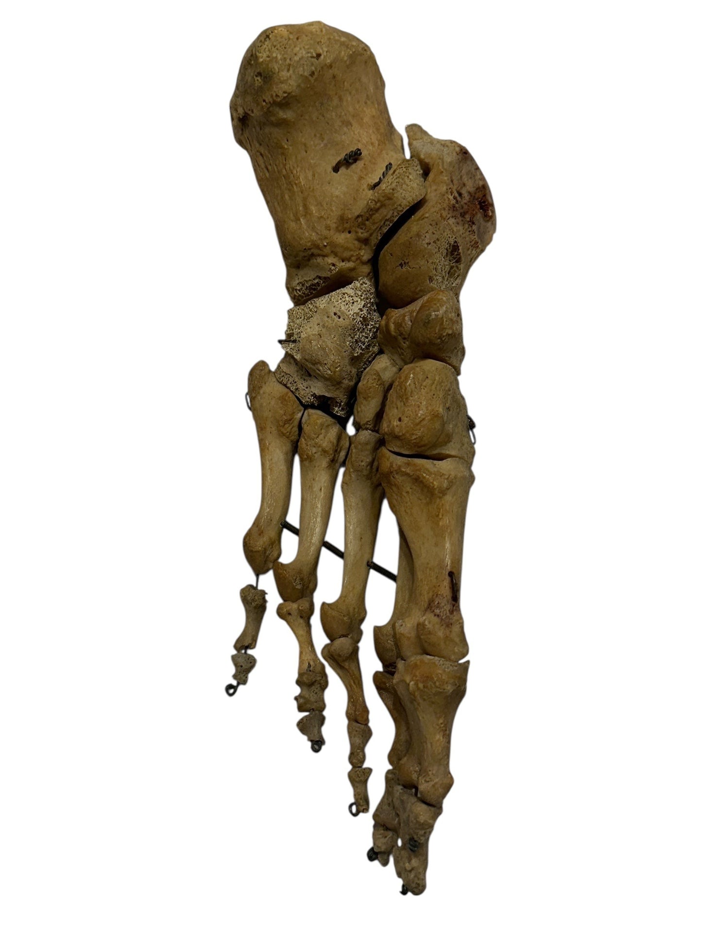 ARTERY LAB articulated pair of real human feet, showing bone structure and interlocking bones. Natural bone color.