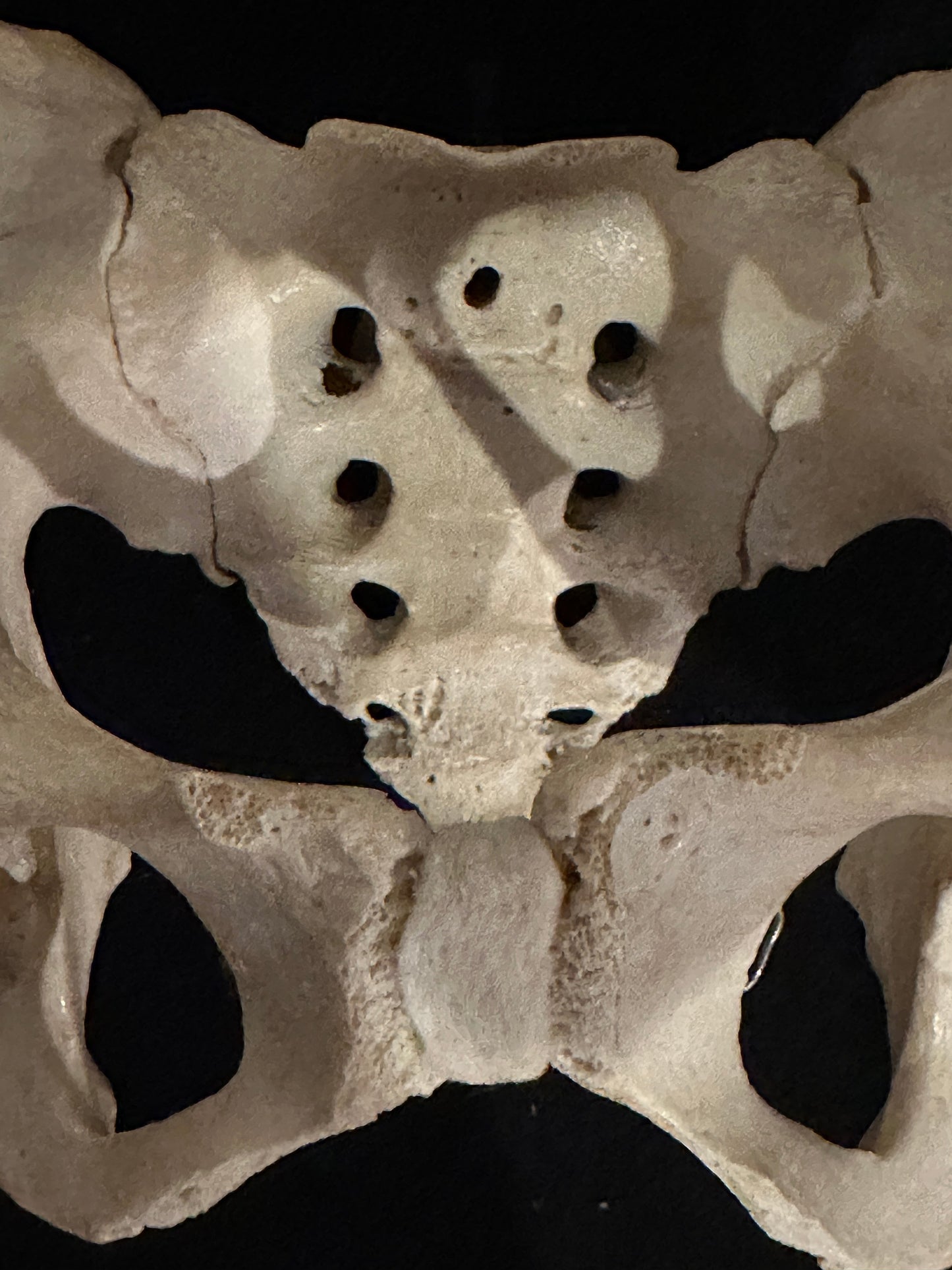 ARTERY LAB human pelvic bone model with sacrum, showing anatomical detail of the ilium, ischium, and pubis.