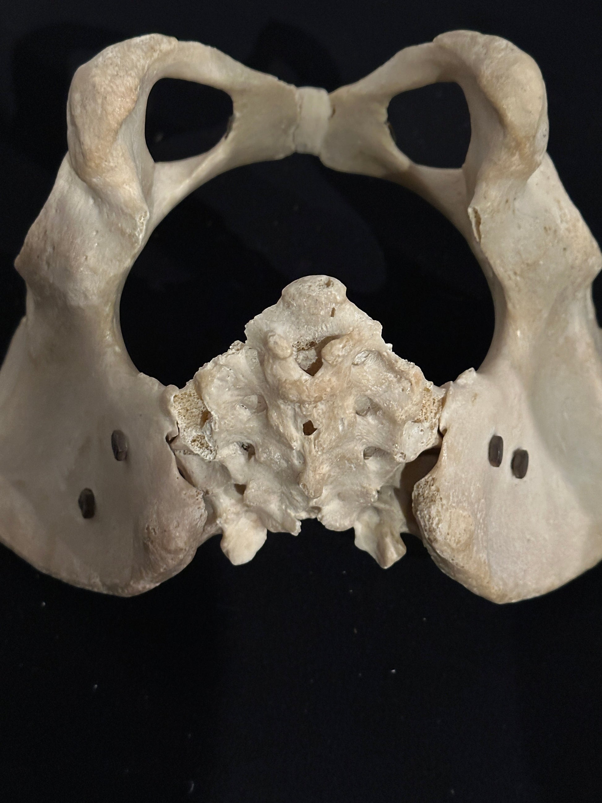 ARTERY LAB human pelvic model with sacrum, realistic bone anatomy for medical study.