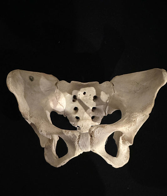 ARTERY LAB human pelvic bone model with sacrum for medical study.