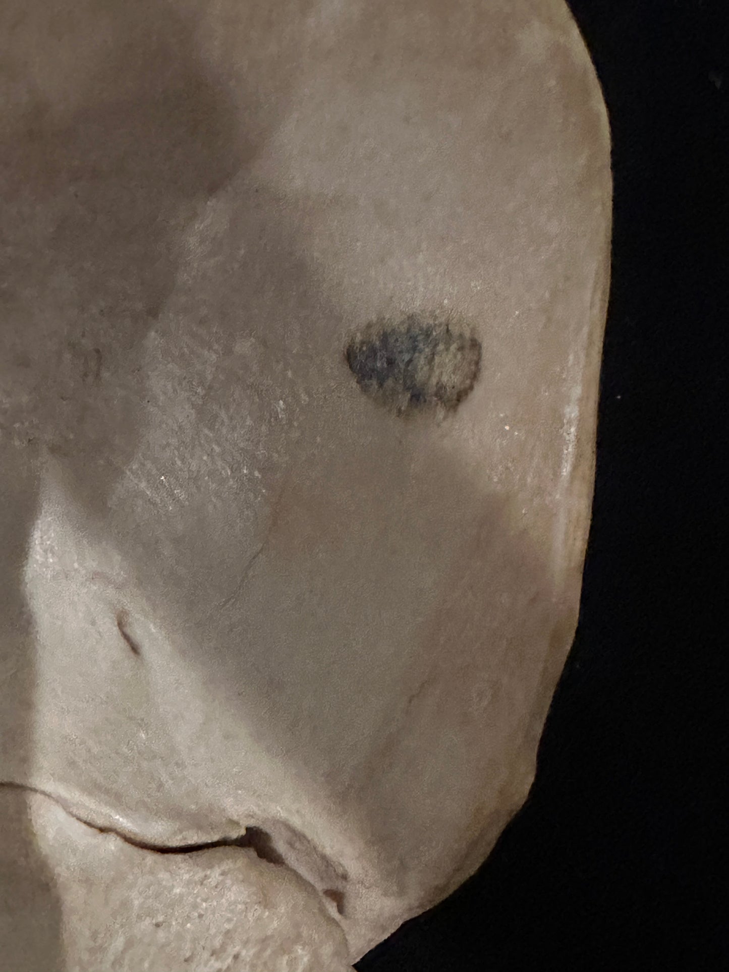 ARTERY LAB human pelvic model with sacrum, beige bone-like material with dark markings.