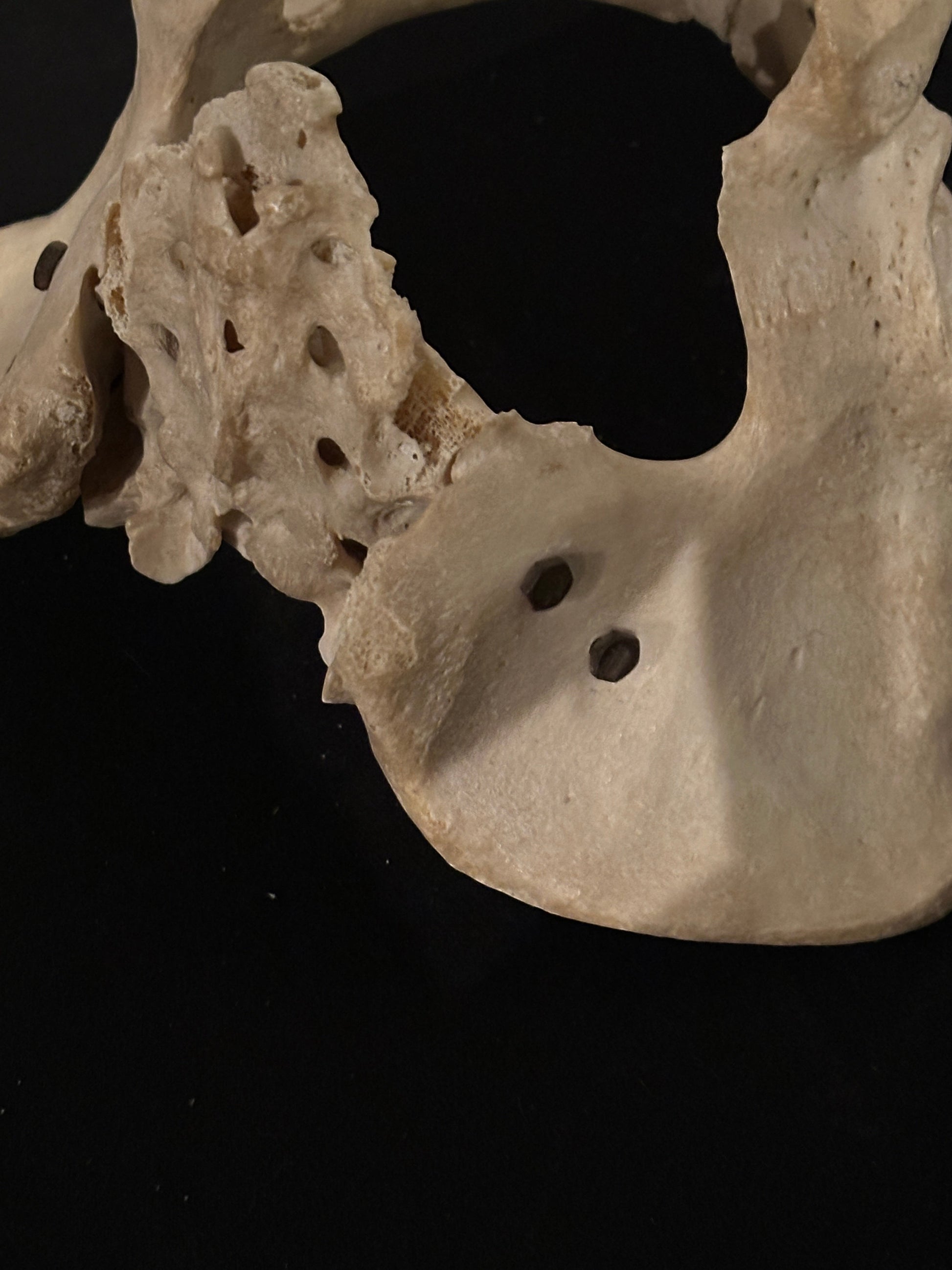 ARTERY LAB human pelvic bone model with sacrum, anatomical replica for medical study.