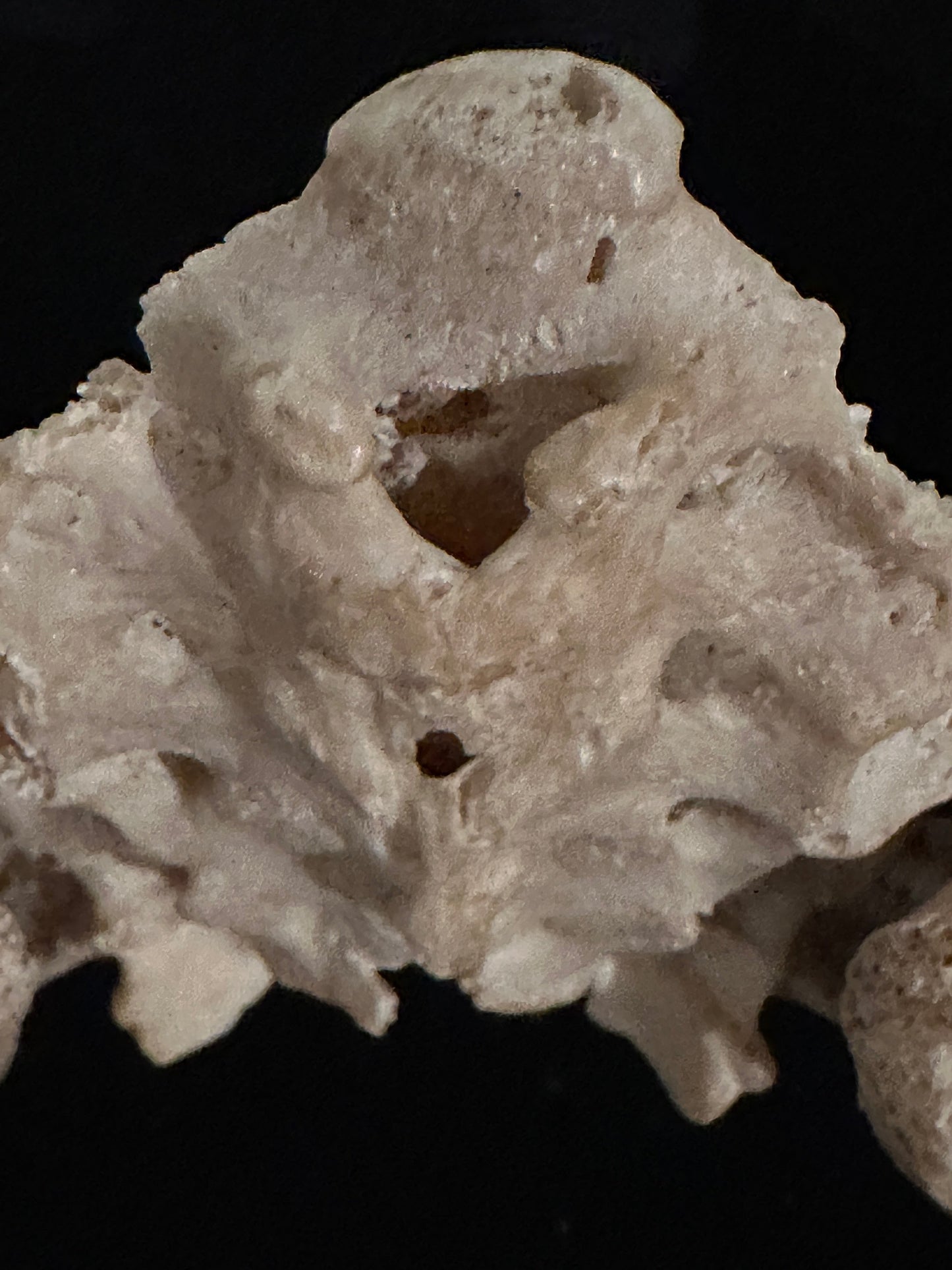 ARTERY LAB human pelvic model with sacrum, realistic bone texture, anatomical detail.