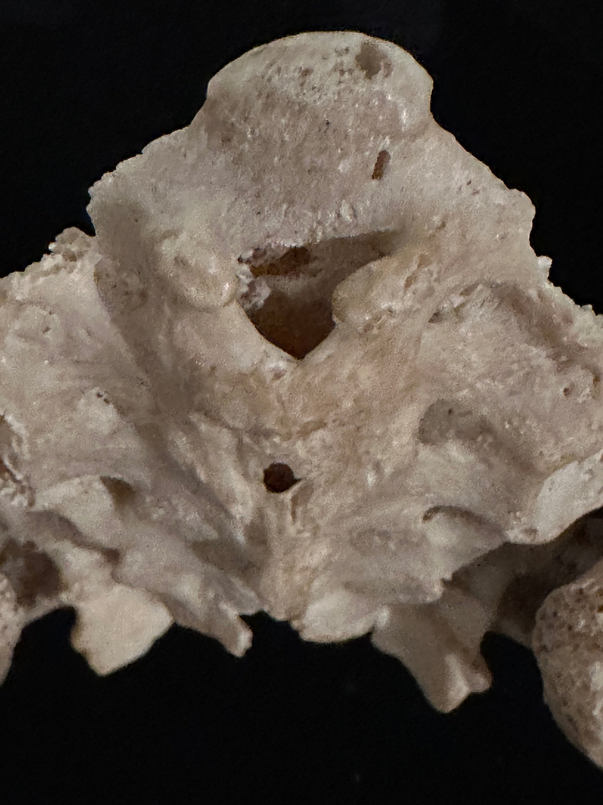 ARTERY LAB human pelvic model with sacrum, realistic bone texture, anatomical detail.