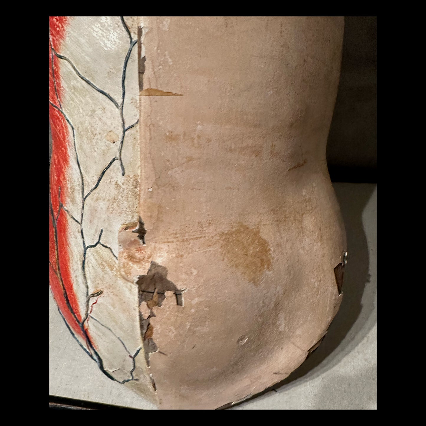 Clay Adams Anatomical Model